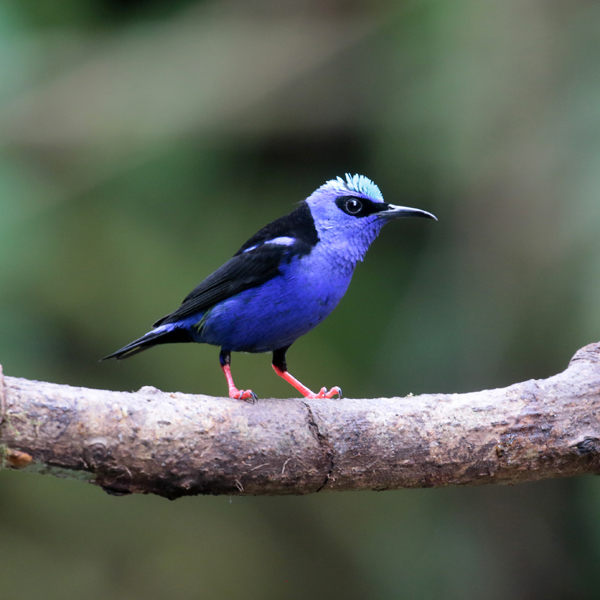 Red-legged Honeycreeper